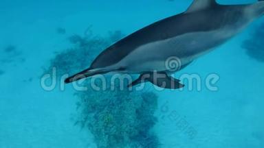 慢动作，妈妈模糊了小海豚在蓝水中的水面下游泳。